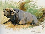Wilhelm Kuhnert Wall Art - Studie Eines Kafferbuffels